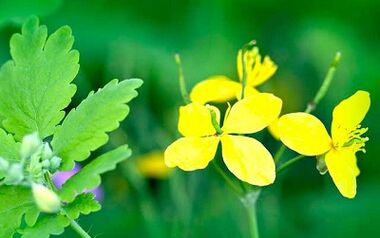uporaba celandine za odstranjevanje bradavic